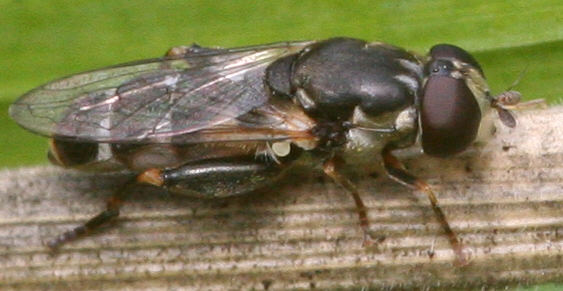 Syritta pipiens