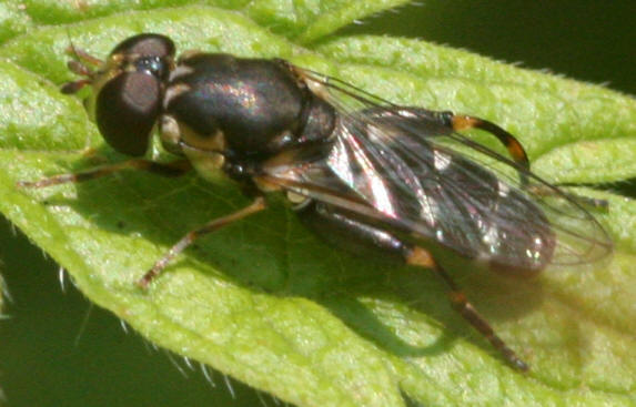 Syritta pipiens
