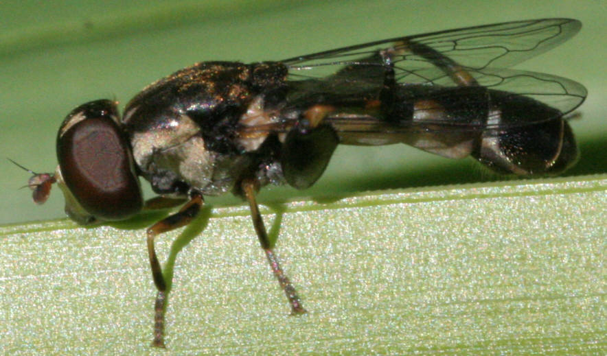 Syritta pipiens