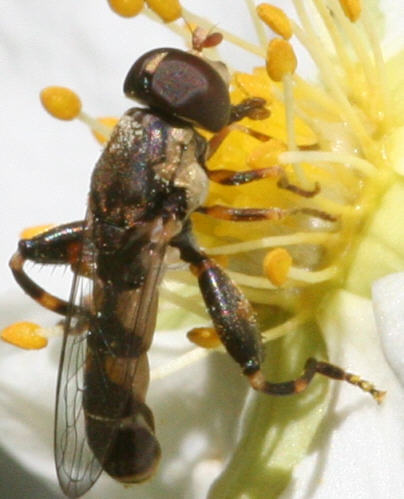 Syritta pipiens