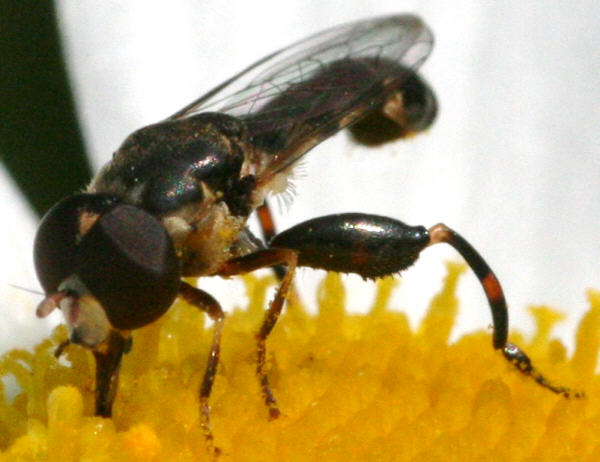 Syritta pipiens
