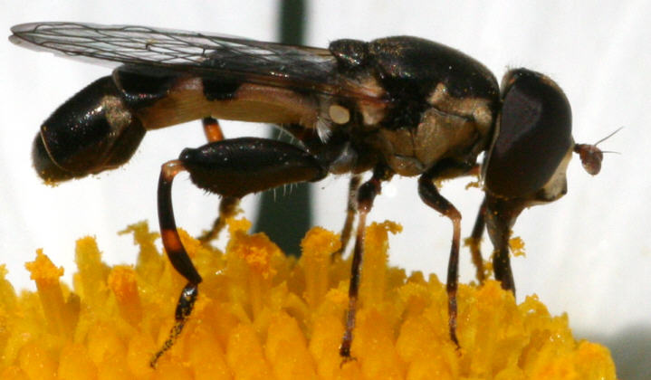 Syritta pipiens