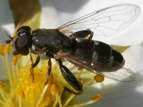 Syritta pipiens