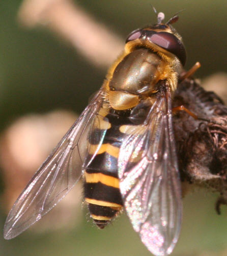 Syrphus torvus