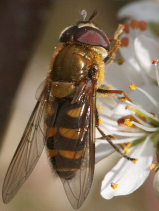 Syrphus torvus
