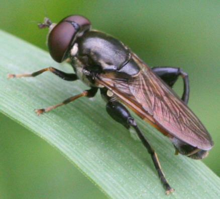 Tropidia scita