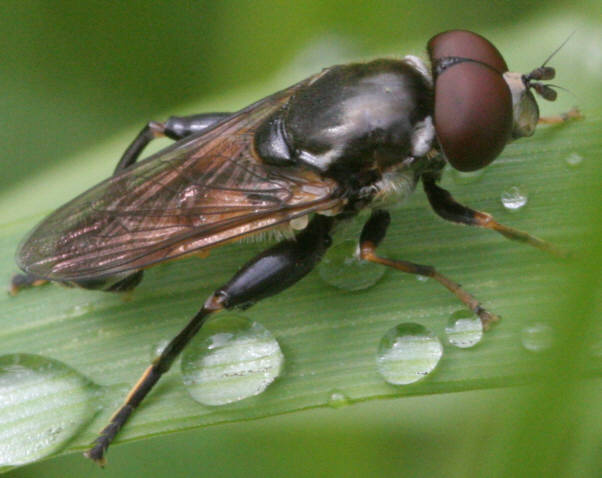Tropidia scita