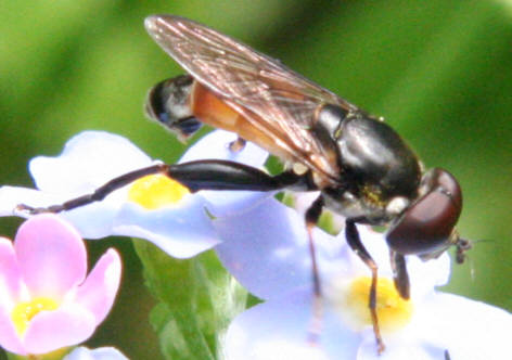 Tropidia scita