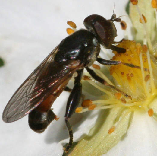 Tropidia scita