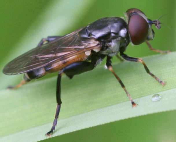 Tropidia scita