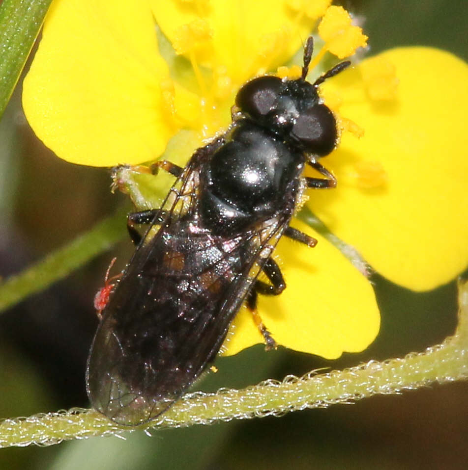 Trichopsomyia flavitarsis