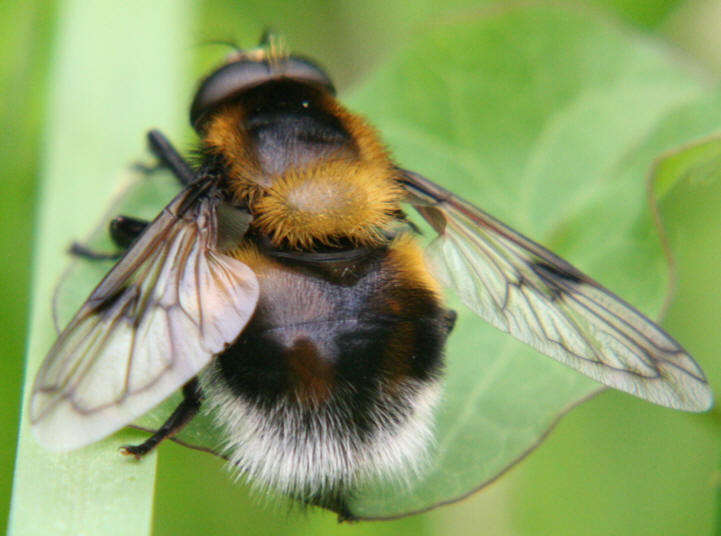 Volucella bombylans