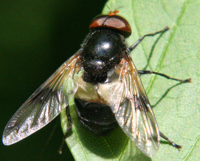 Volucella pellucens