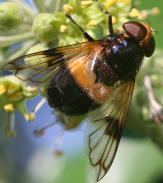 Volucella pellucens