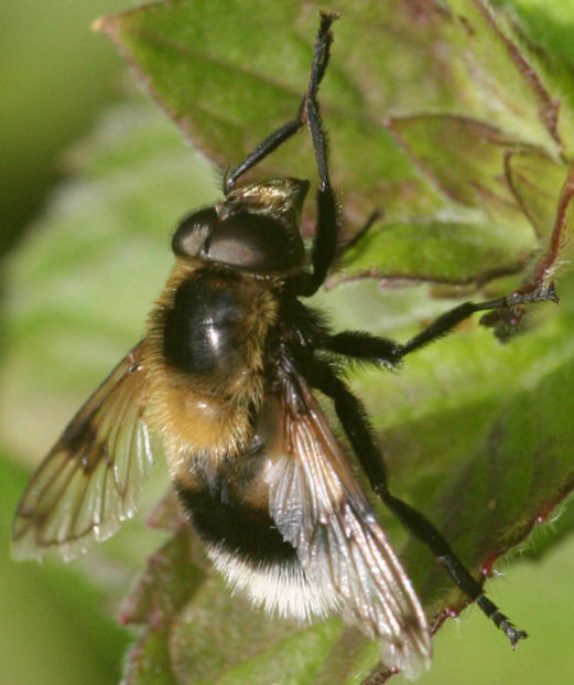 Volucella bombylans