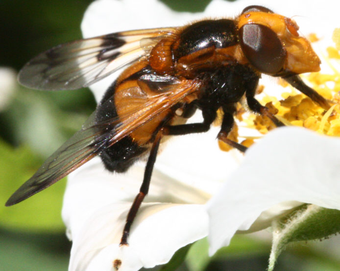 Volucella inflata