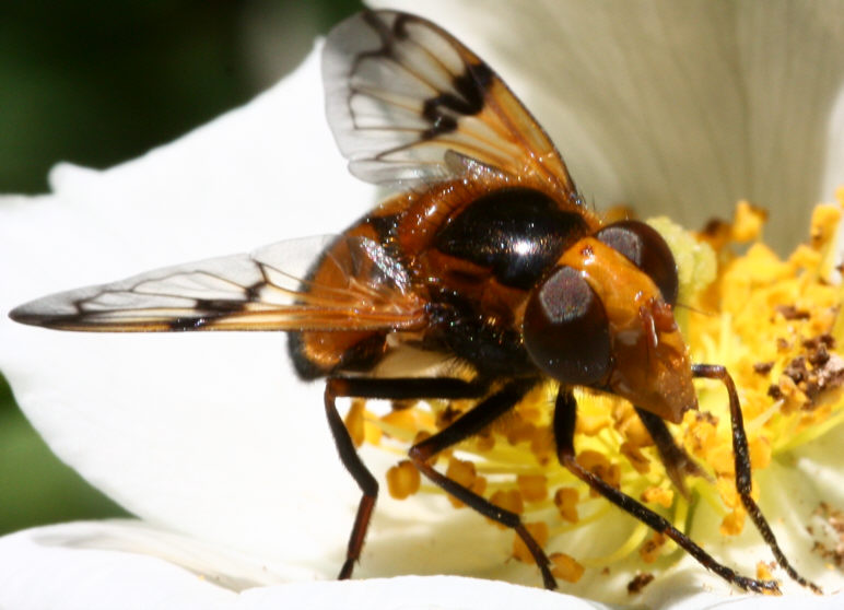 Volucella inflata