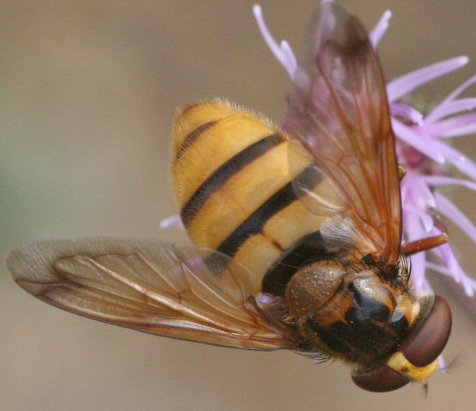 Volucella inanis