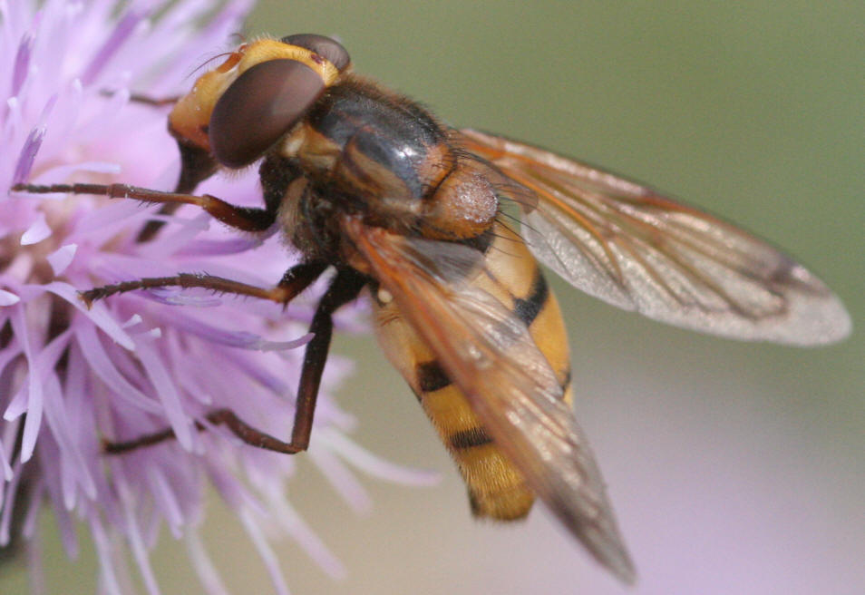 Volucella inanis