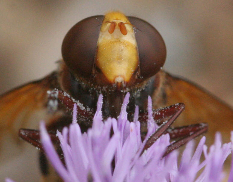 Volucella zonaria