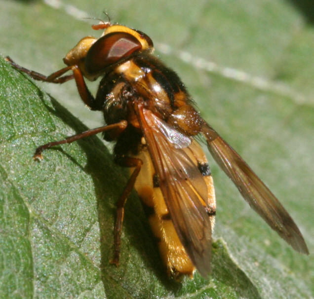 Volucella inanis
