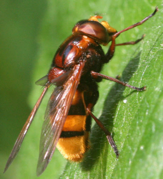 Volucella zonaria