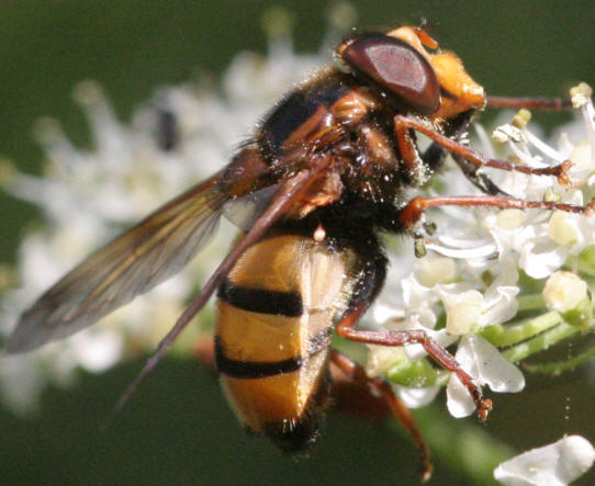 Volucella inanis