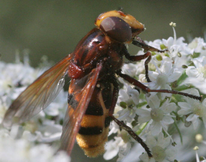 Volucella zonaria