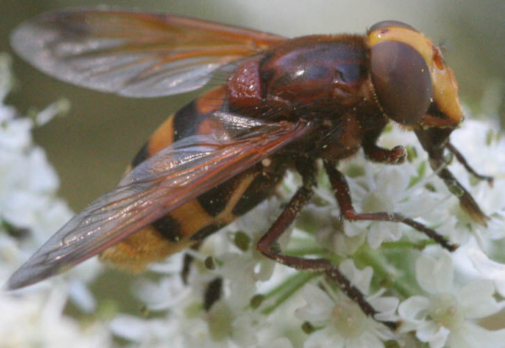 Volucella zonaria