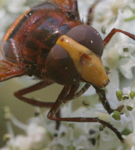 Volucella zonaria