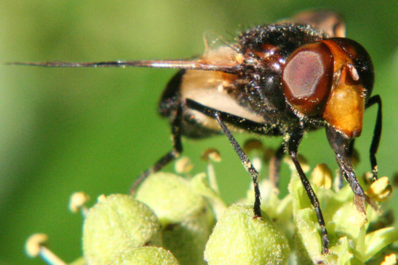 Volucella pellucens
