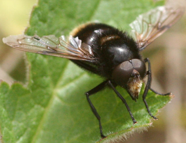 Volucella bombylans