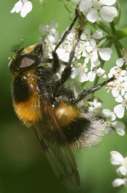 Volucella bombylans