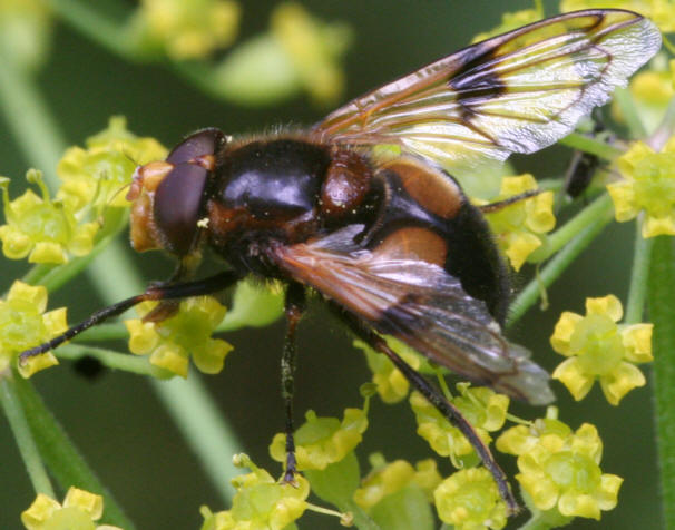 Volucella inflata