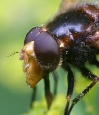 Volucella inflata