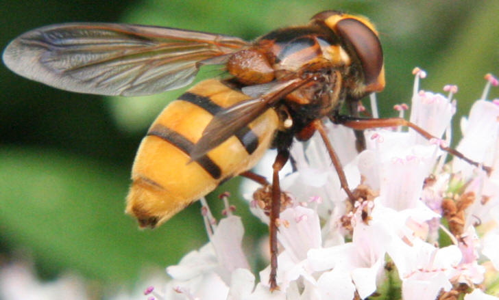 Volucella inanis