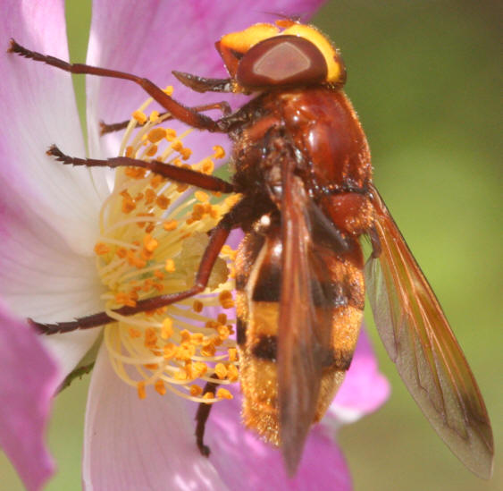 Volucella zonaria