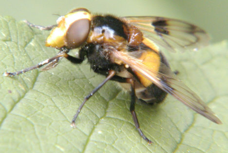 Volucella inflata