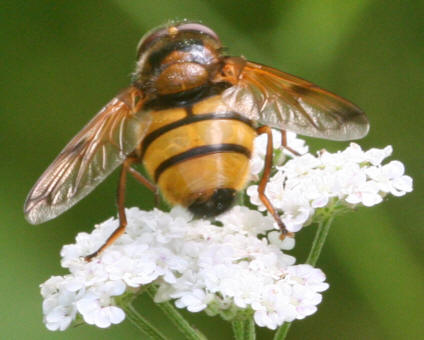 Volucella inanis
