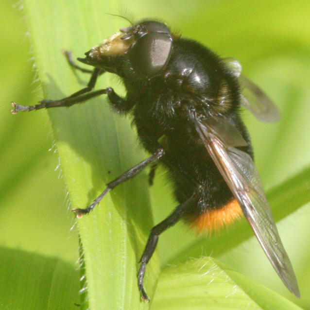 Volucella bombylans