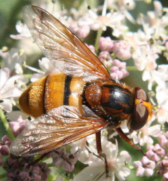 Volucella inanis