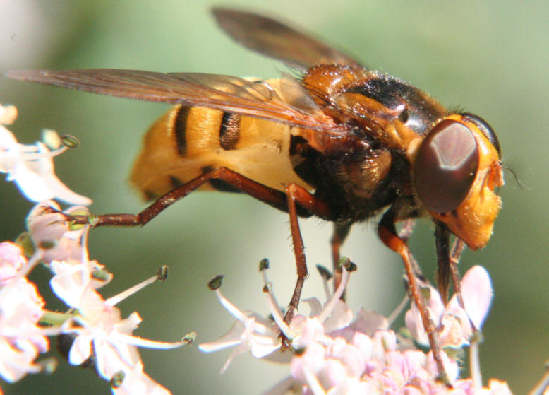 Volucella inanis