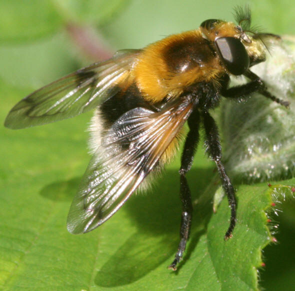 Volucella bombylans