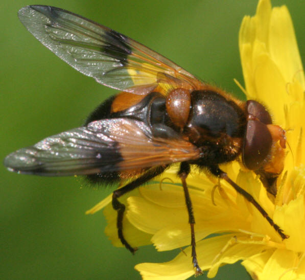 Volucella inflata