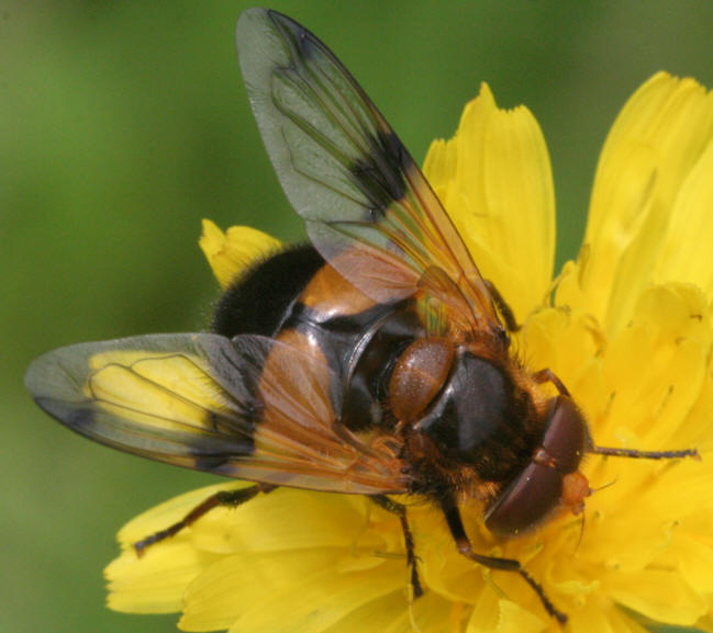 Volucella inflata