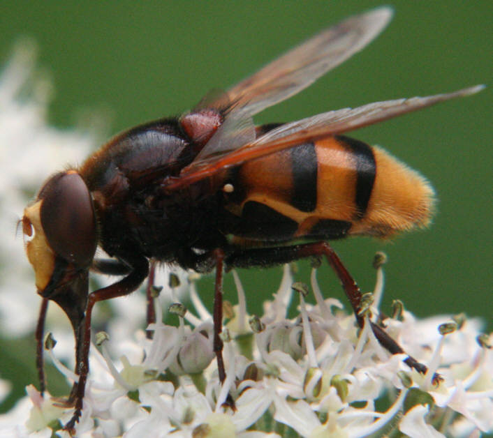 Volucella zonaria