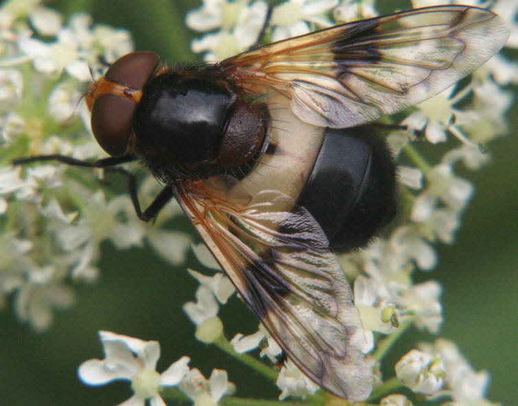 Volucella pellucens