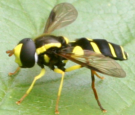 Xanthogramma pedissequum
