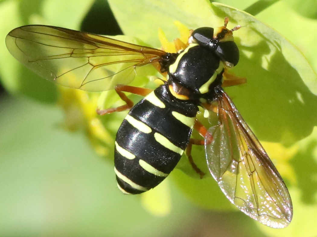 Xanthogramma citrofasciatum