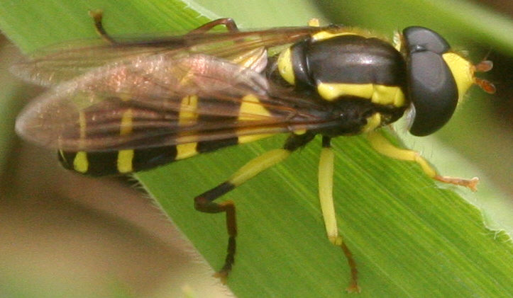 Xanthogramma pedissequum